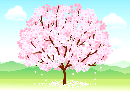 Cherry blossoms tree