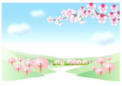 Cherry blossoms