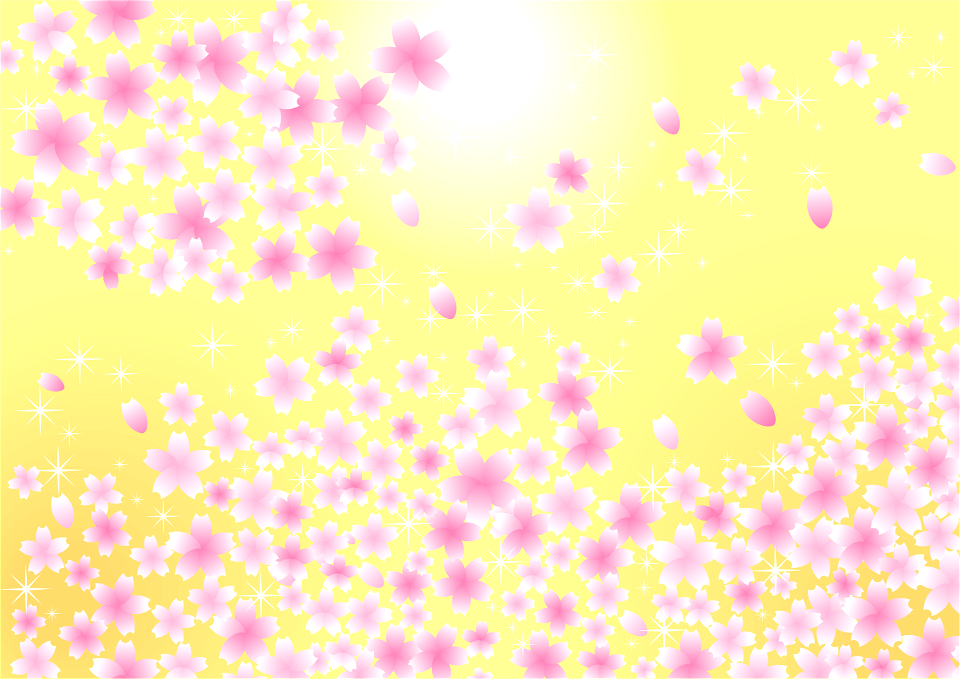 Cherry blossoms