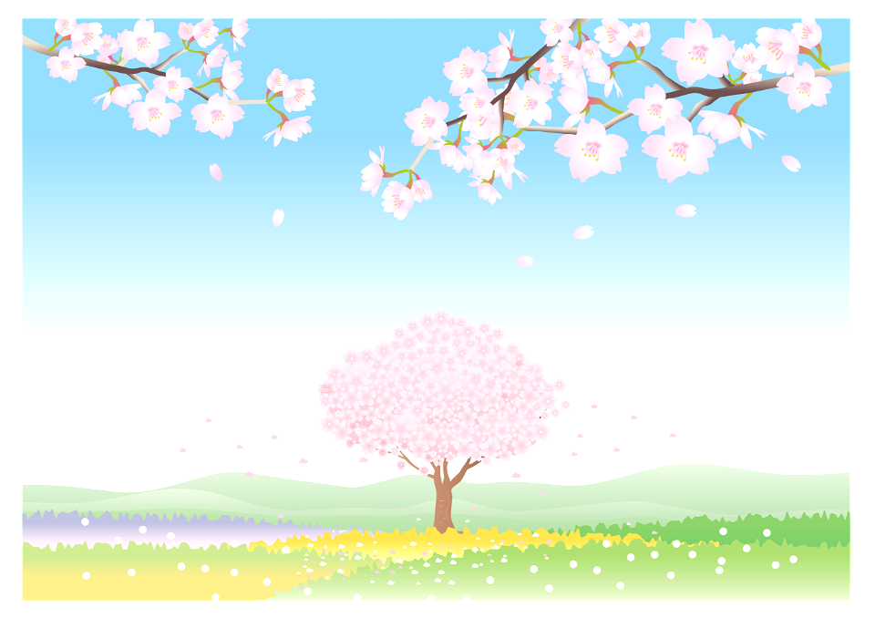 Cherry blossoms