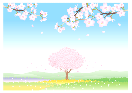 Cherry blossoms