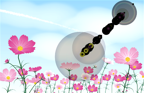 Cosmos flower