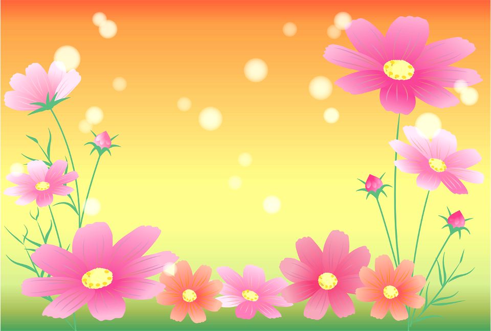 Cosmos flower