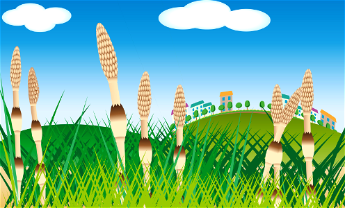 Field horsetail hill
