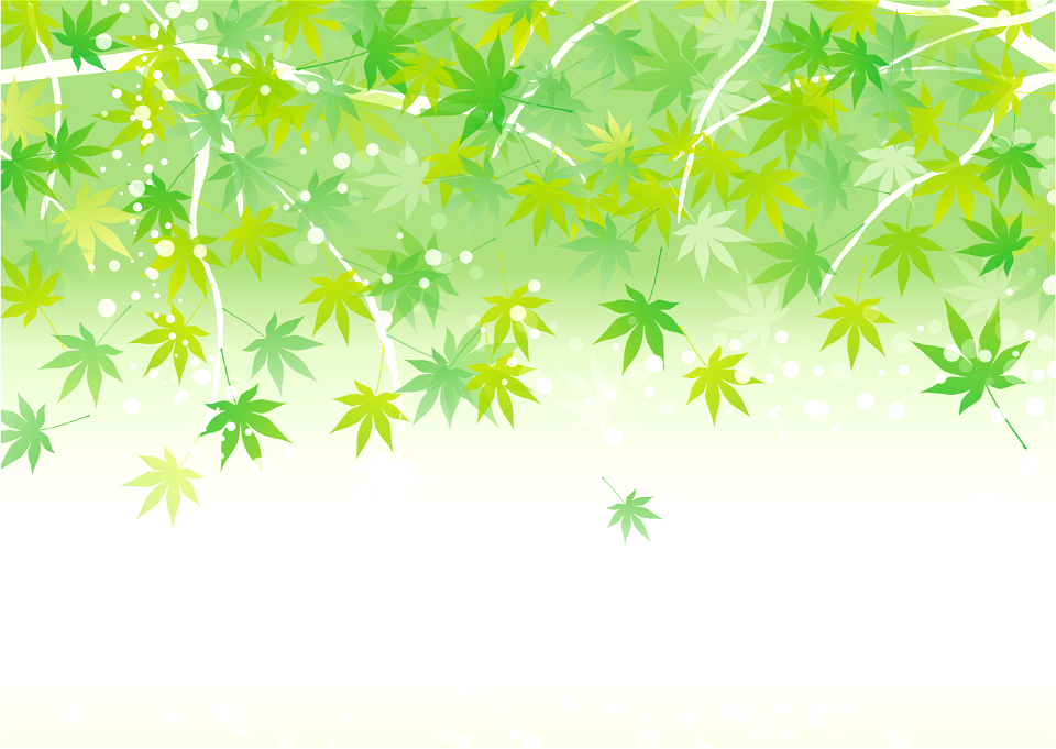 Green maple leaves