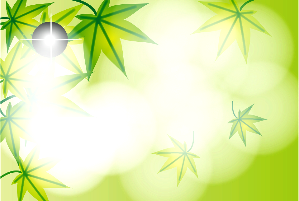 Green maple leaves