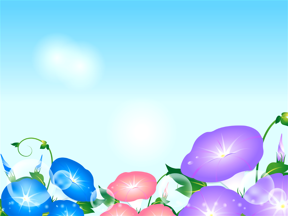 Morning glory