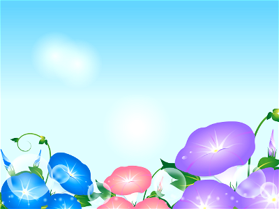 Morning glory