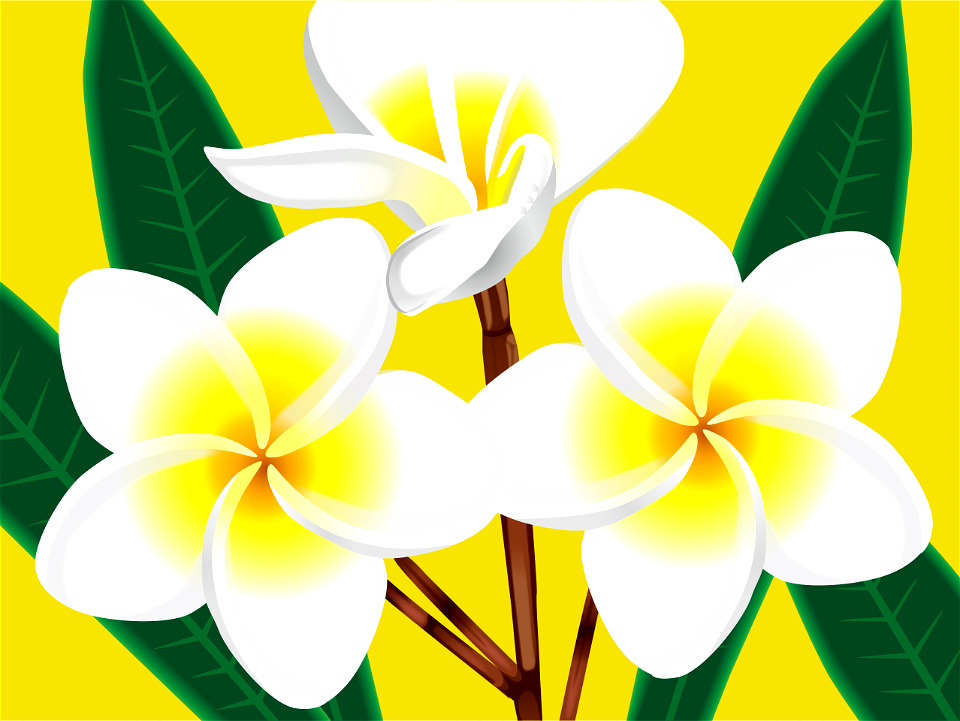 Plumeria