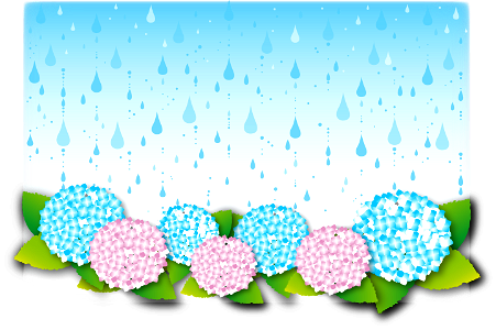 Rain hydrangea