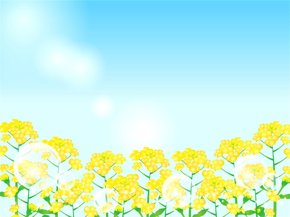 Rape blossoms