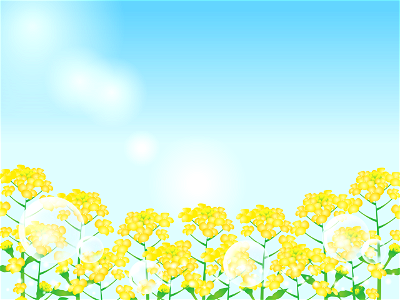 Rape blossoms
