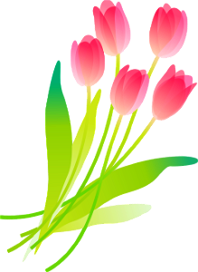 Tulip