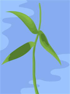 Plant spring background