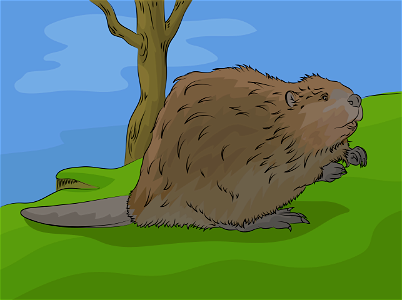 Beaver