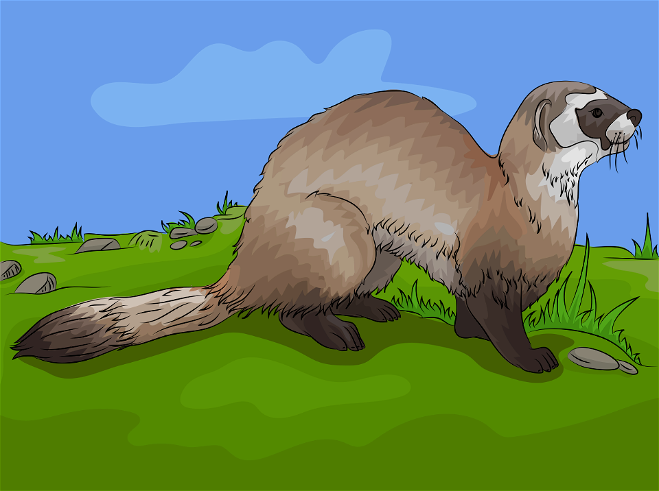 Black footed ferret