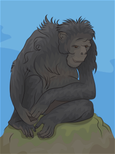 Chimpanzee