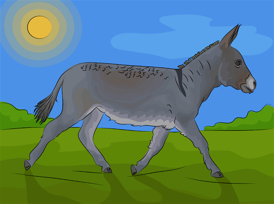 Donkey