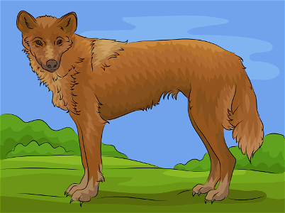 Dingo