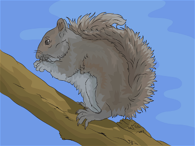 Eastern grey squirrel