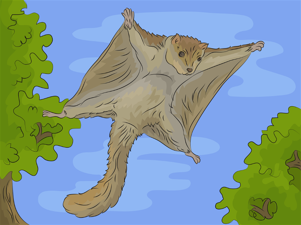 Flying squirrel