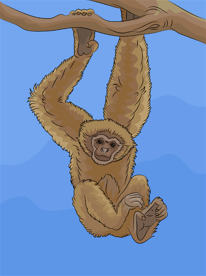 Gibbon толщина