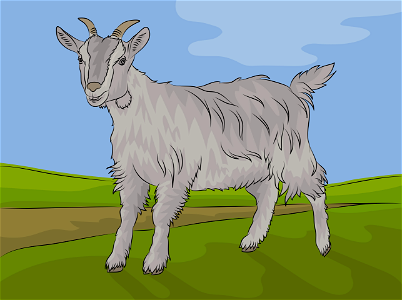 Goat