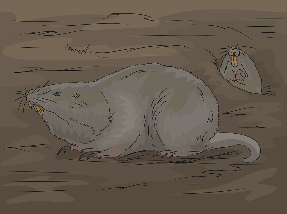 Gopher