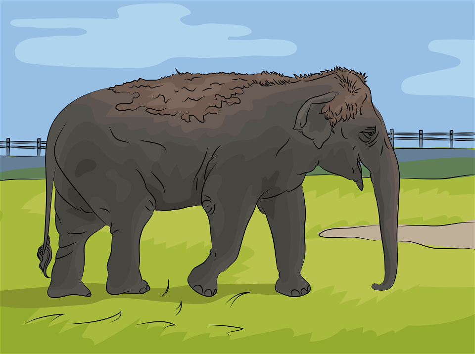 Indian elephant