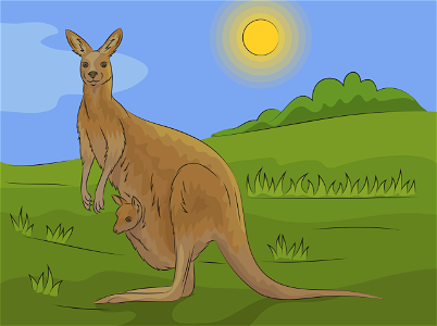 Kangaroo