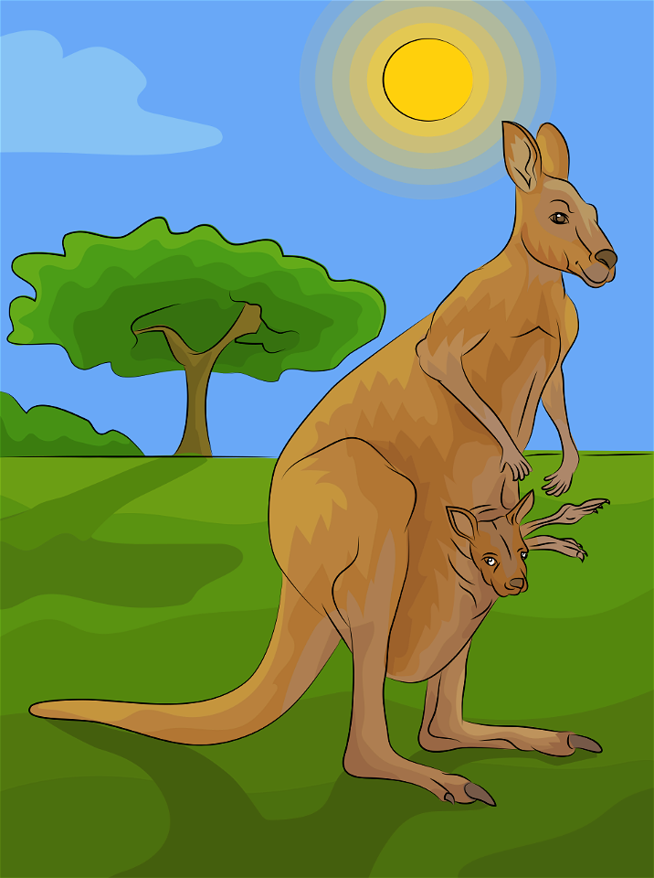 Kangaroo