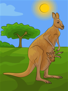 Kangaroo
