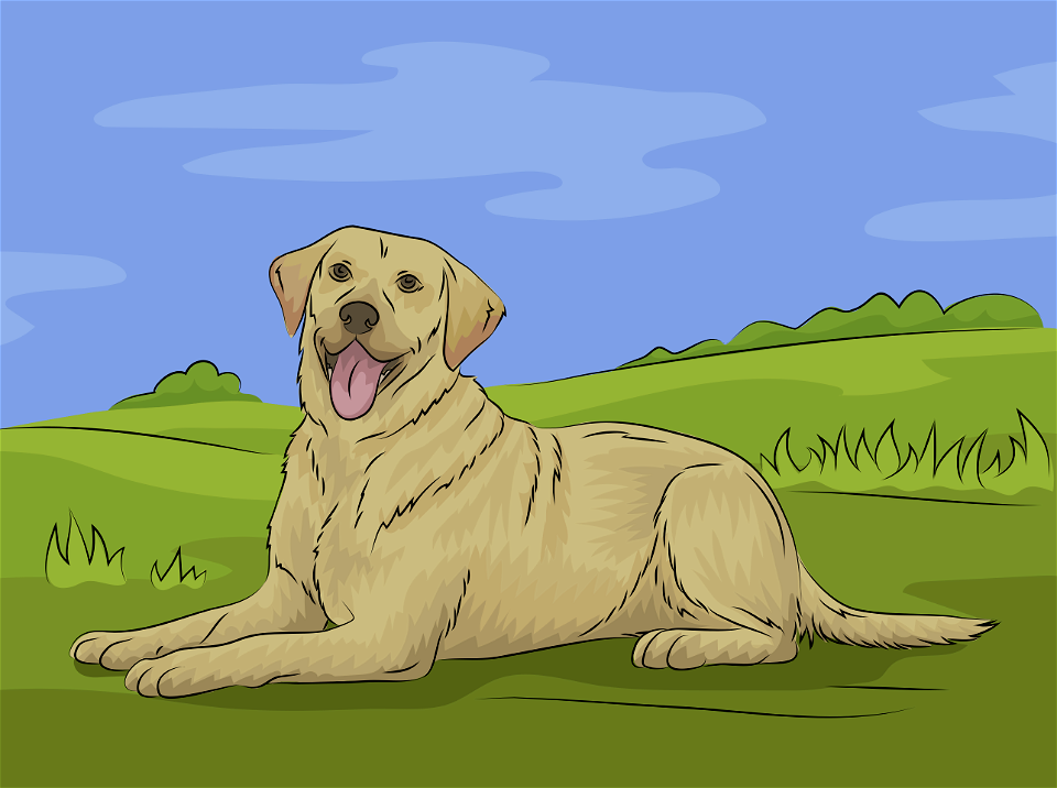 Labrador retriever