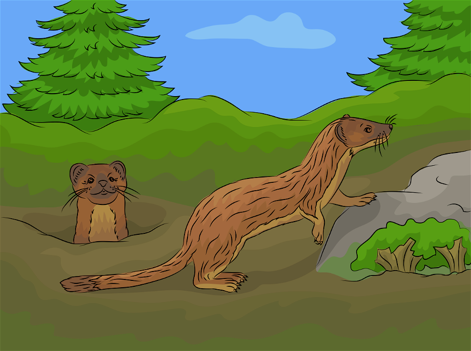 Long tailed weasel