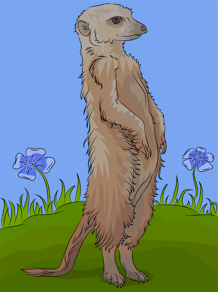 Meerkat