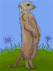 Meerkat