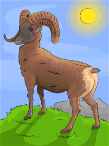 Mountain bighorn sheep