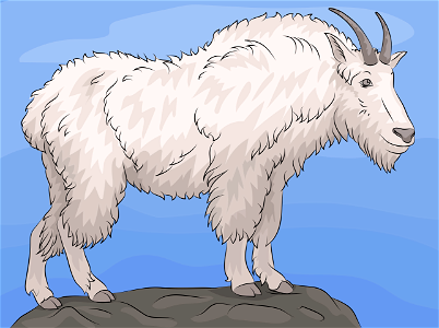 Mountain goat
