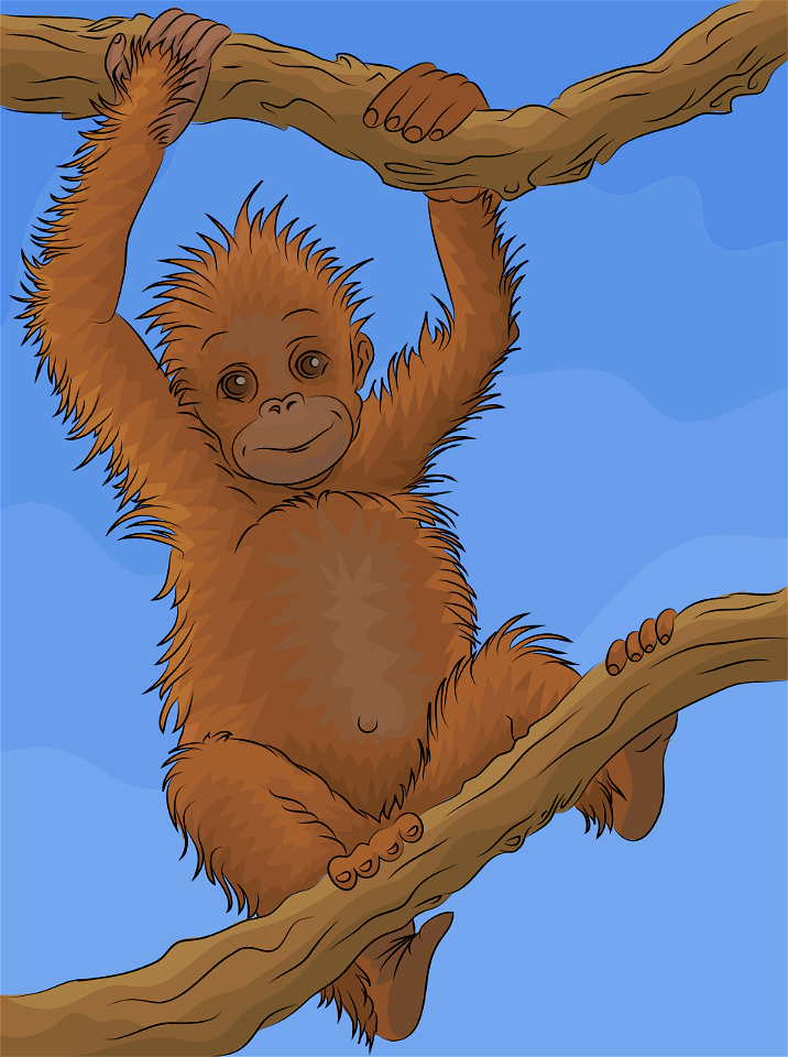 Orangutans