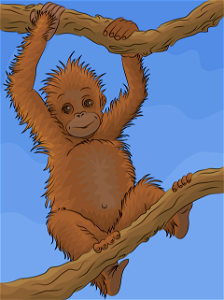 Orangutans