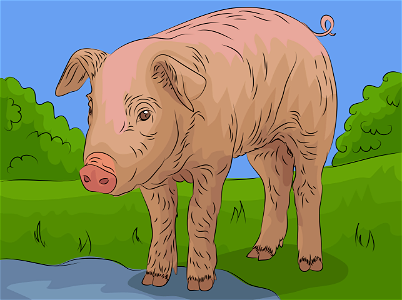 Pig