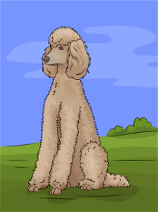 Poodle