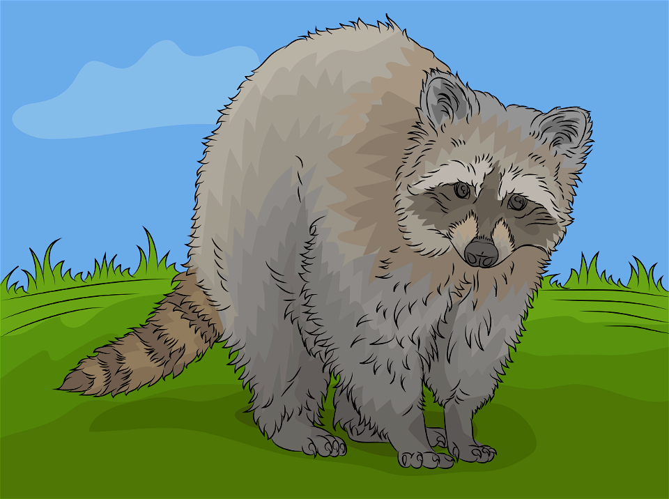 Raccoon