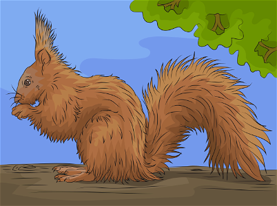 Red squirrel