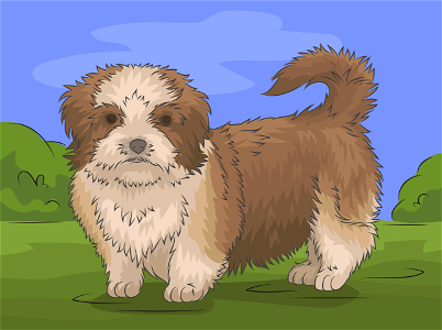 Shih tzu
