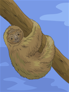 Sloth