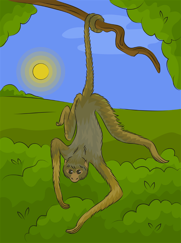 Spider monkey