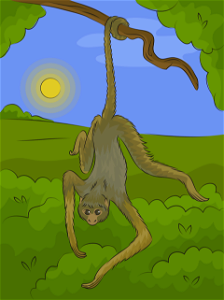 Spider monkey