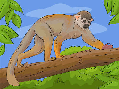 Squirrel monkey