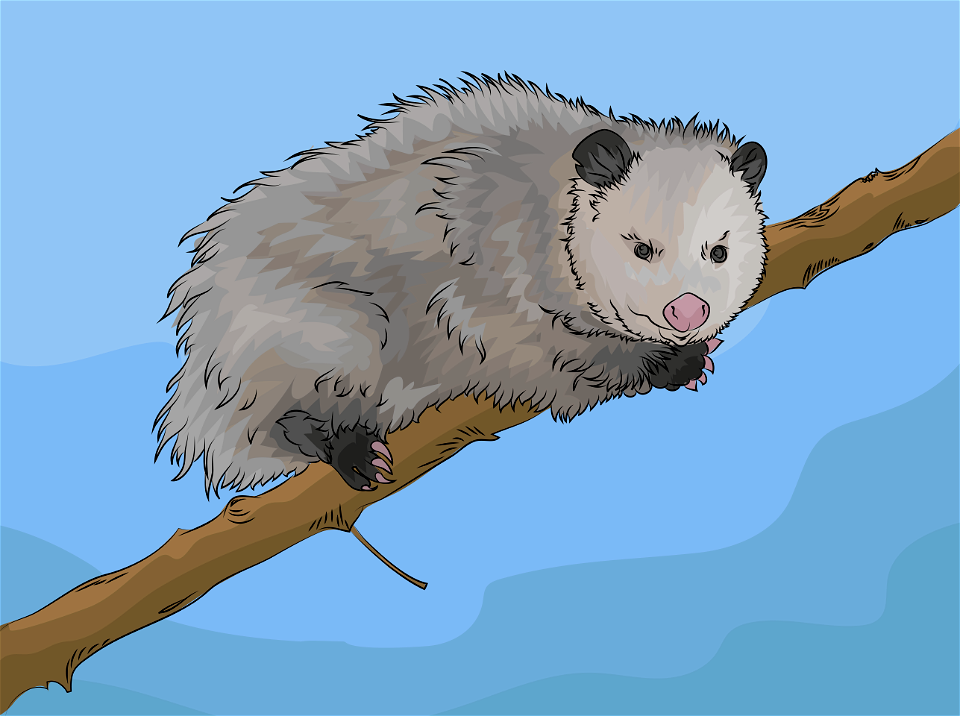 Virginia opossum